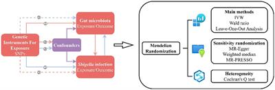 Genetic evidence strengthens the bidirectional connection between gut microbiota and Shigella infection: insights from a two-sample Mendelian randomization study